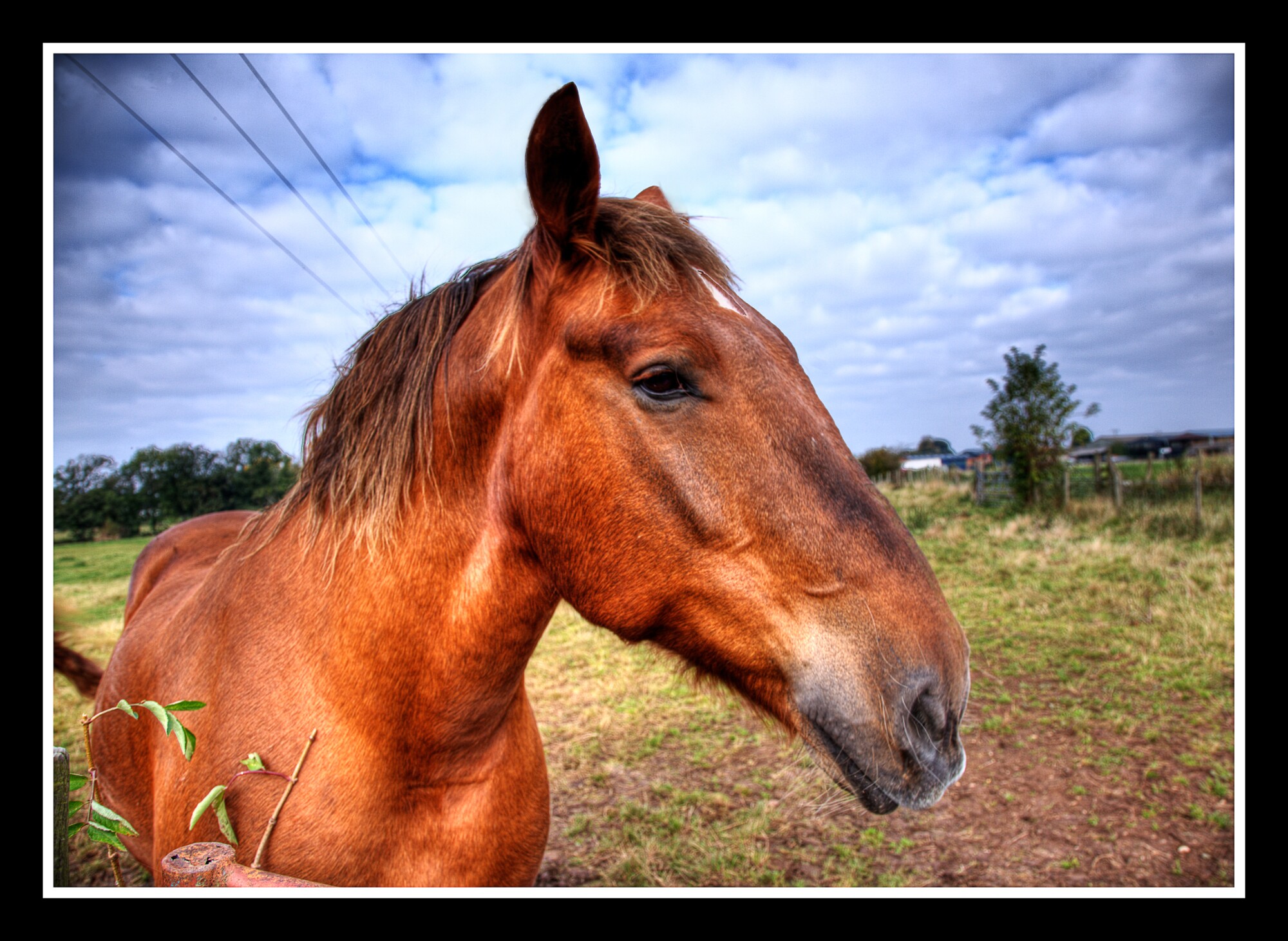 Horse 1.jpg